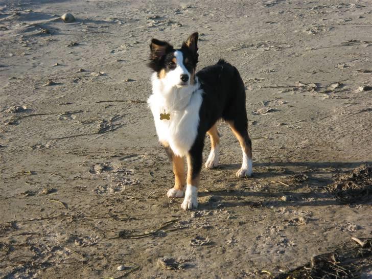 Australian shepherd Cassie billede 18