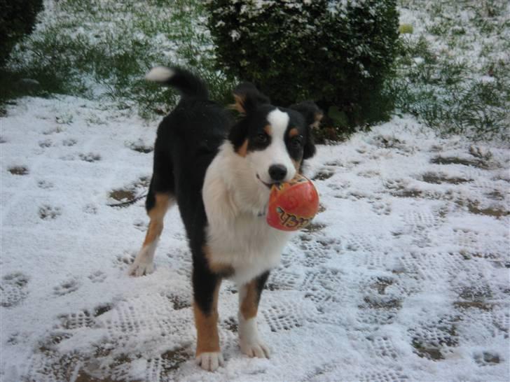 Australian shepherd Cassie billede 19