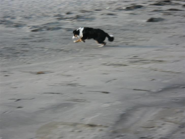 Australian shepherd Cassie billede 20