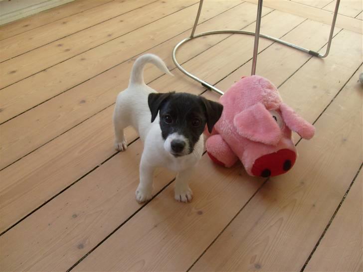 Jack russell terrier Jalte billede 1