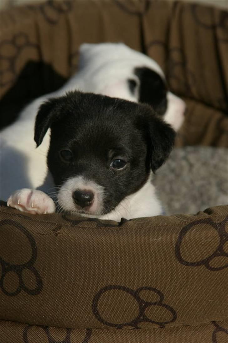 Jack russell terrier Jalte billede 2