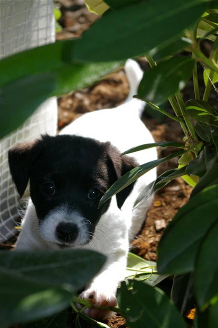 Jack russell terrier Jalte billede 3