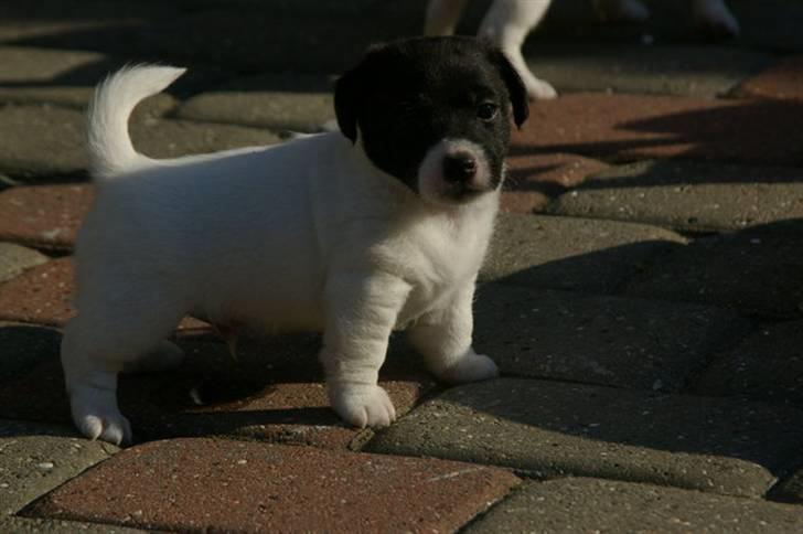 Jack russell terrier Jalte billede 4