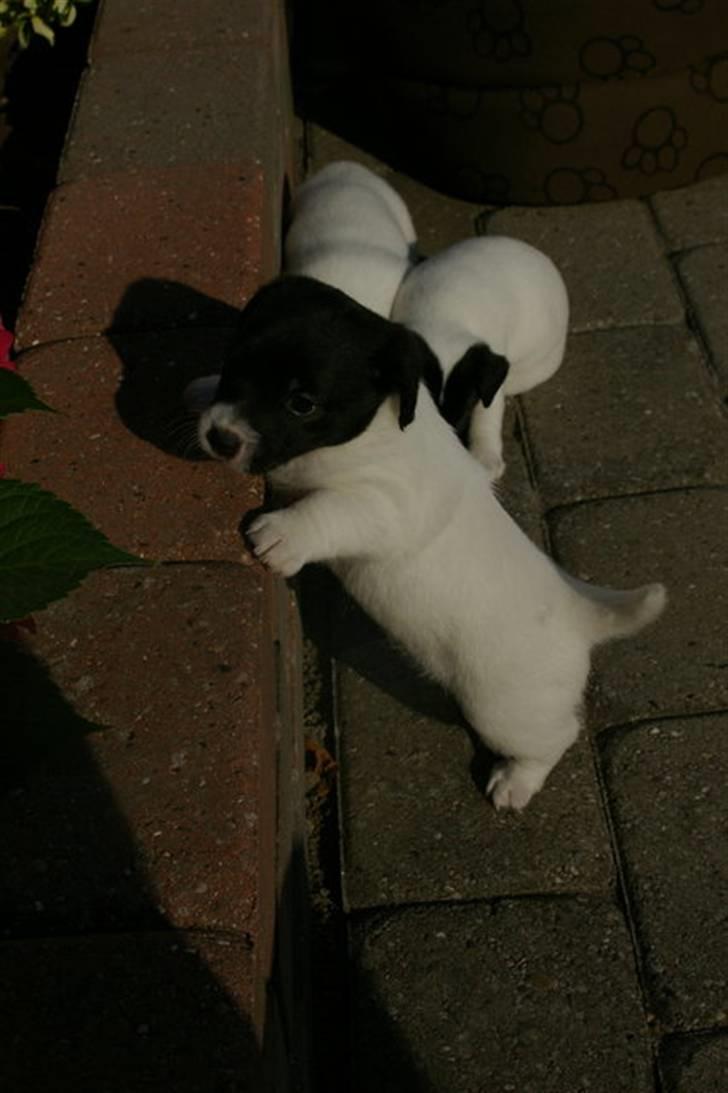 Jack russell terrier Jalte billede 5