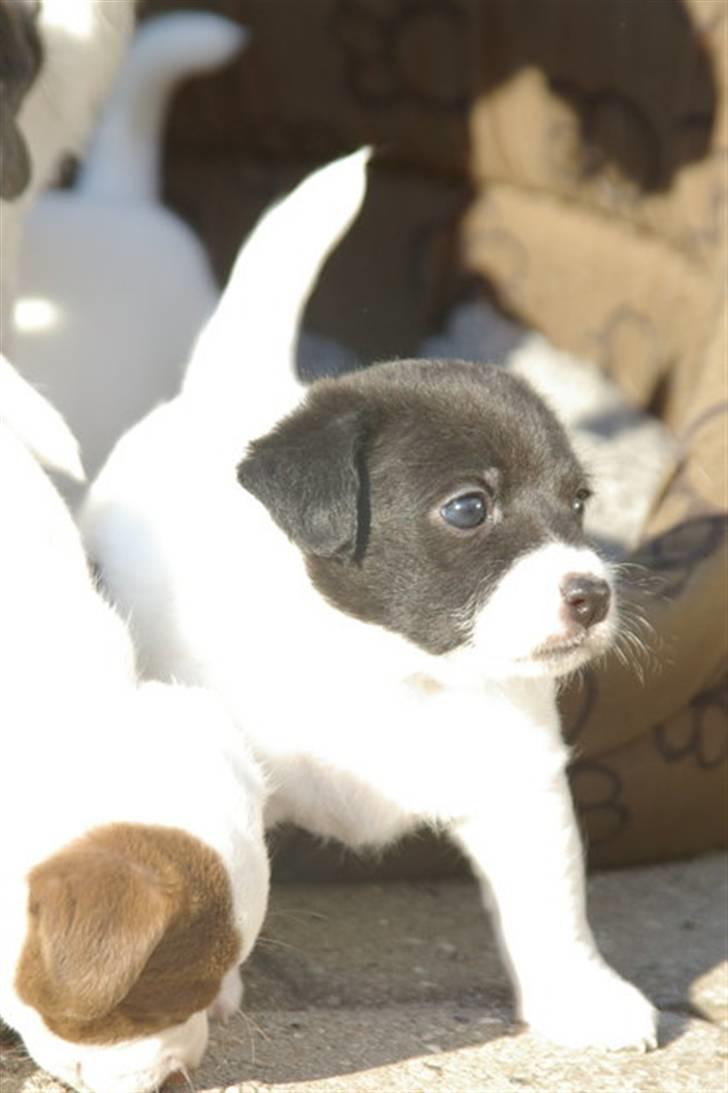 Jack russell terrier Jalte billede 6