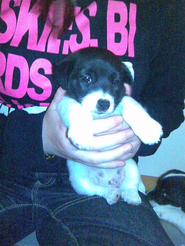 Jack russell terrier Jalte billede 7