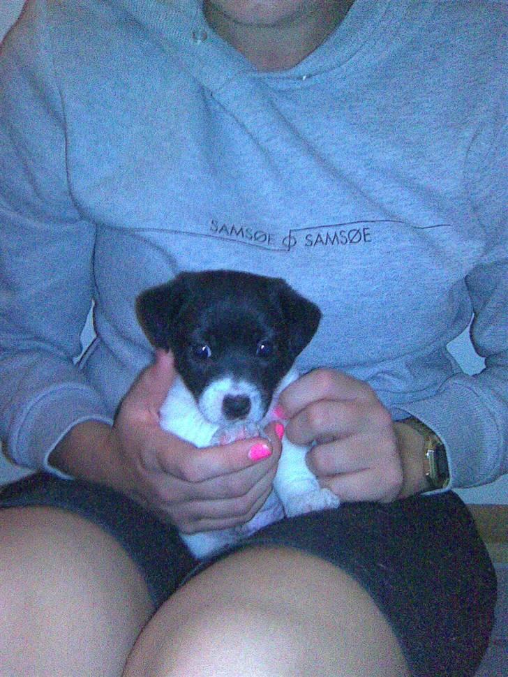 Jack russell terrier Jalte billede 8