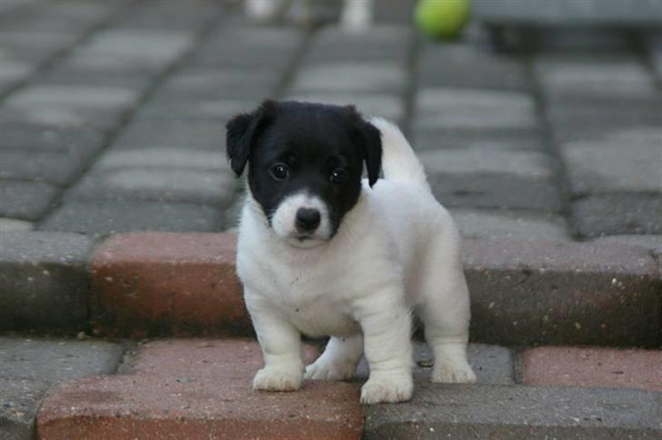 Jack russell terrier Jalte billede 9
