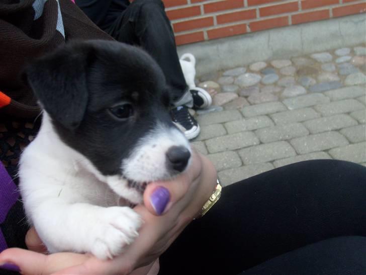 Jack russell terrier Jalte billede 10