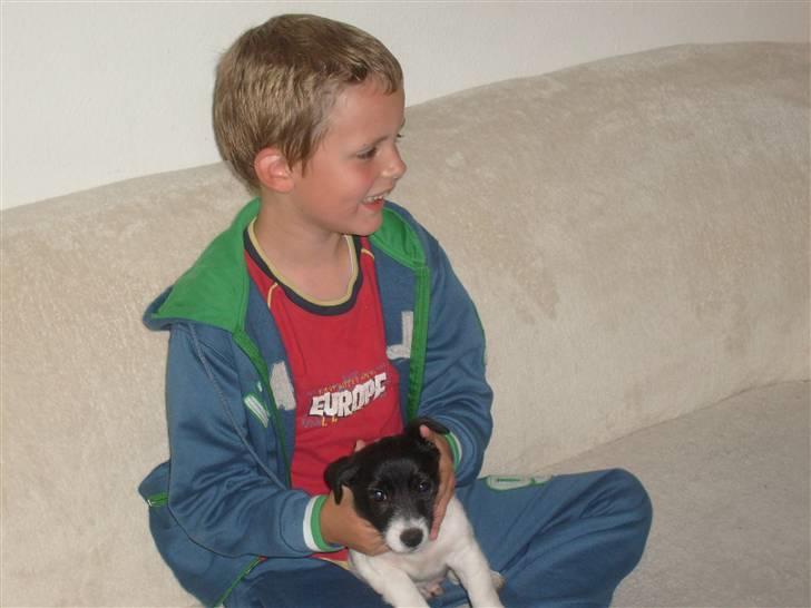 Jack russell terrier Jalte billede 11