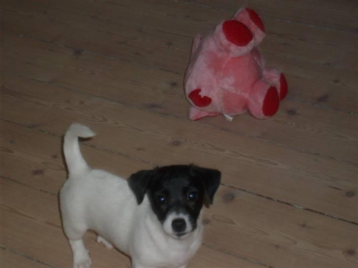 Jack russell terrier Jalte billede 12