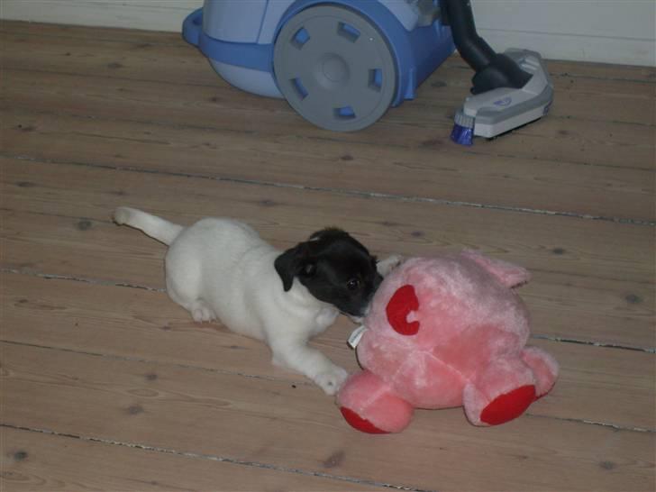 Jack russell terrier Jalte billede 13