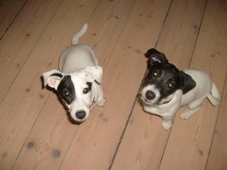 Jack russell terrier Jalte billede 14