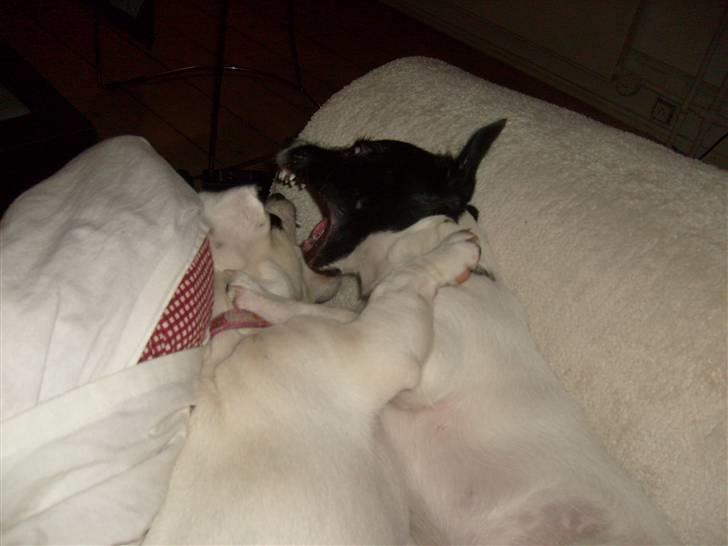 Jack russell terrier Jalte billede 15