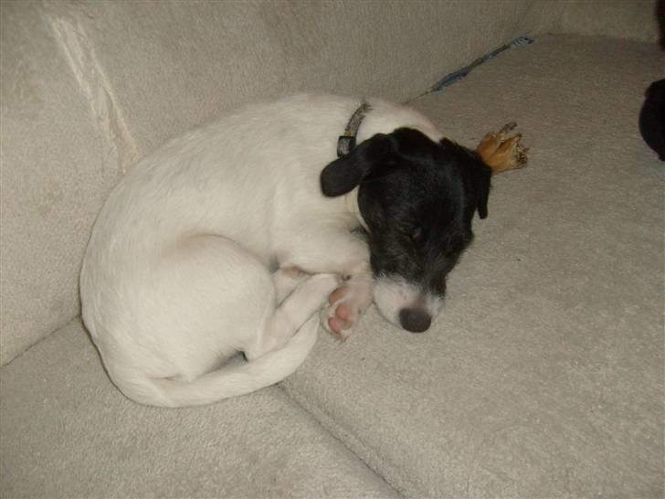 Jack russell terrier Jalte billede 16