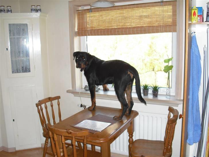 Rottweiler tyson billede 16