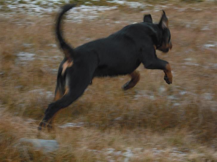 Rottweiler tyson billede 17