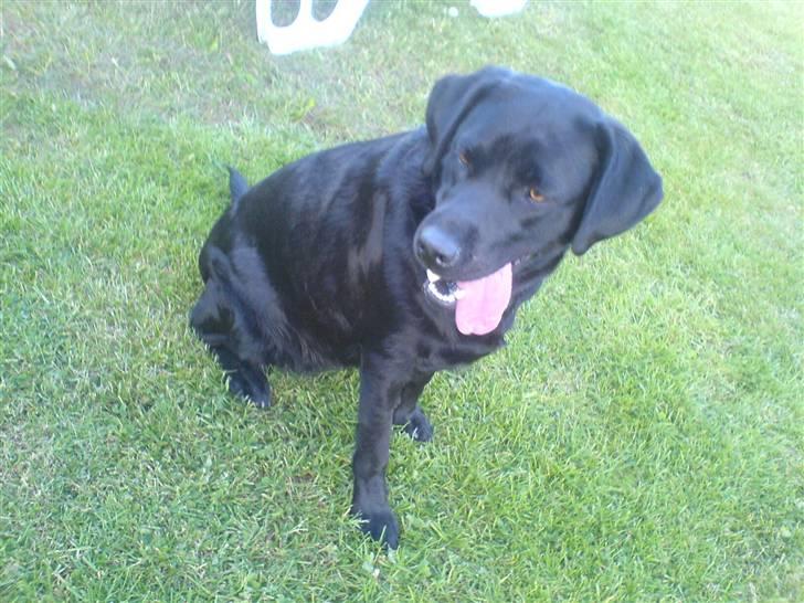 Labrador retriever Zafir. - Der var hun altså også lidt træt af at vi havde leget fanger i en time´s tid:D !! billede 11