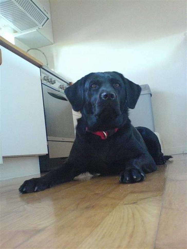 Labrador retriever Zafir. - Min søde model hund:D <3 billede 12