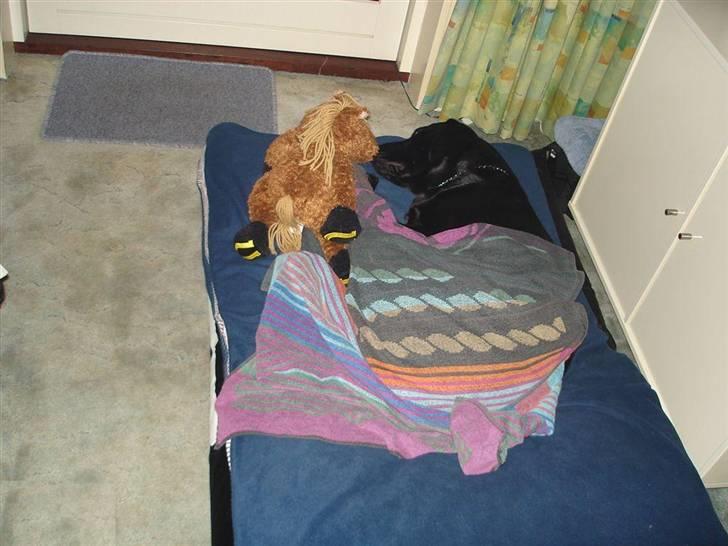 Labrador retriever Zafir. - Miig som har puttet Zafir ! hun var nemelig , lige kommet hjem fra en lang gå tur!! og var helt våd! og beskit  og meget træt! billede 13