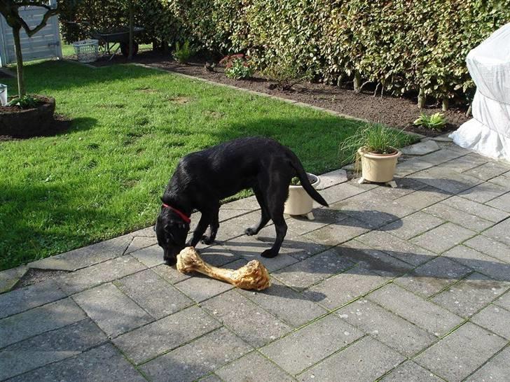 Labrador retriever Zafir. - Se lige engang Zafir er totalt glad !! . Hun har jo fået et kødben:D billede 14