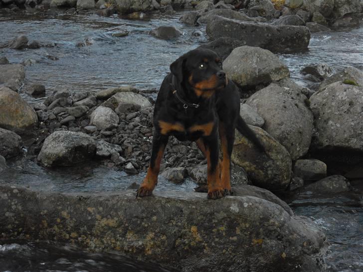 Rottweiler tyson billede 18