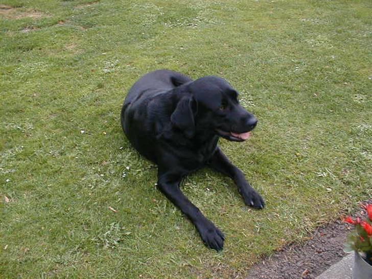 Labrador retriever Zafir. - Zafir slapper af i haven ! :D billede 15