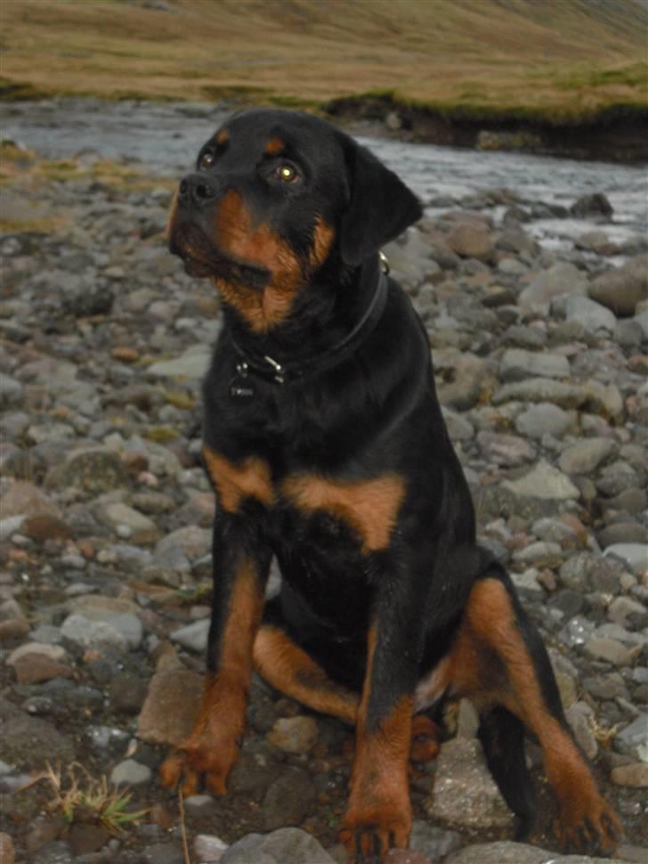 Rottweiler tyson billede 19