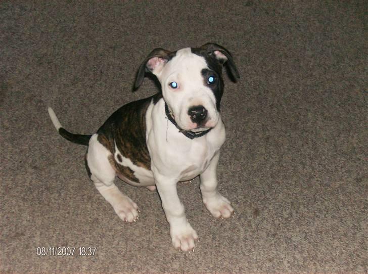 Blanding af racer Luka billede 7