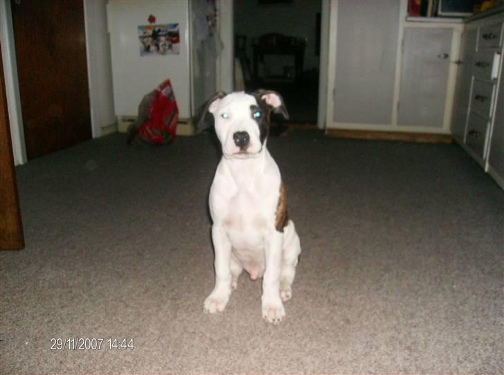 Blanding af racer Luka - *Nyt* d 29/11-2008 billede 8