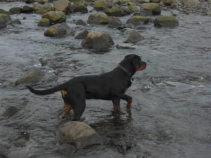 Rottweiler tyson billede 20