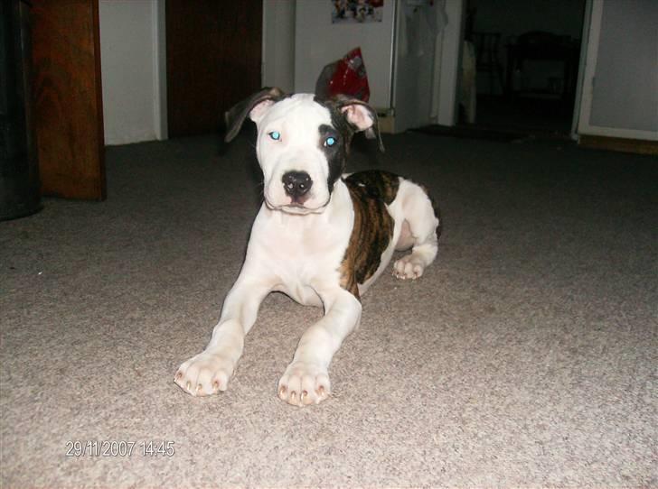 Blanding af racer Luka - *nyt* d 29/11-2008 billede 9