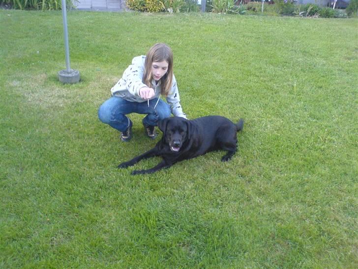 Labrador retriever Zafir. - Og Zafir ville ikke se ind i kameraet!!! :D <3... billede 16