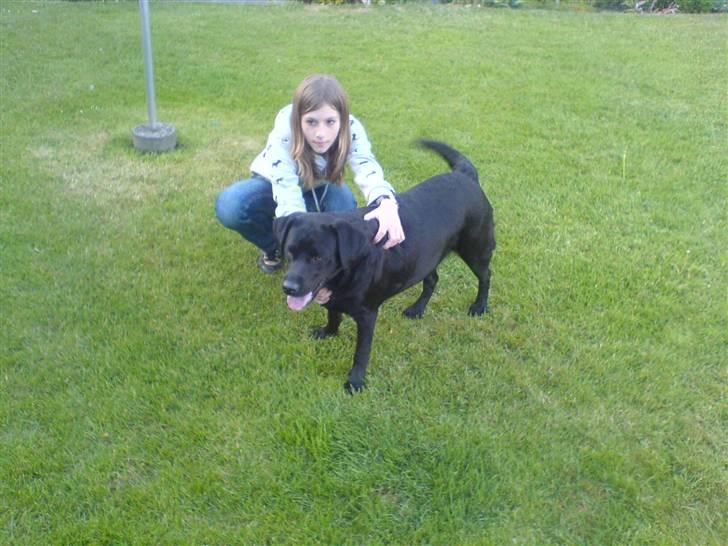 Labrador retriever Zafir. - Vi prøver at lege lidt :D  billede 17