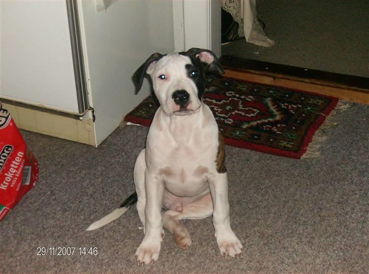 Blanding af racer Luka billede 10