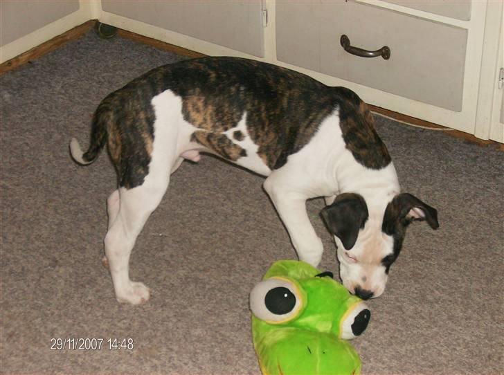 Blanding af racer Luka billede 11