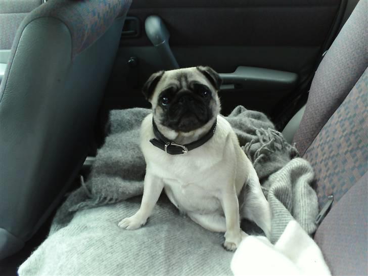 Mops Amy - ud og kører med de skøre.. bagsædet er amys og så styre mutti bilen! altid vild ståhej når vi skal kører bil, kan simpelthen ikk gå hurtig nok for amy, når bilen blir luftet ud og står med åbne døre, ligger amy og holder vagt for mor i bilen! billede 5