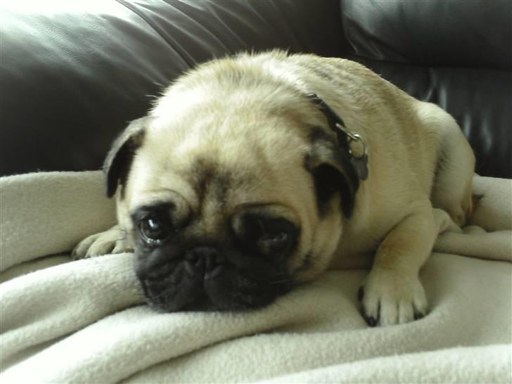 Mops Amy - årh så fik man fripas til sofaen (igen, shhhh, sig det ikk til far) så skal det hygges og snorkes :-) billede 6