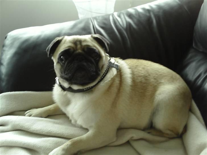 Mops Amy - ser ud til at hun tænker og ´spørger´ om jeg ikk kan stoppe med det kamera og bare lade hende sove :-) billede 7