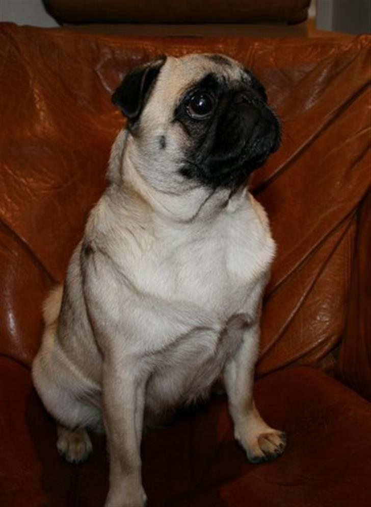 Mops Amy - uha uha er jeg da ikke bare fin i profil.. billede 8