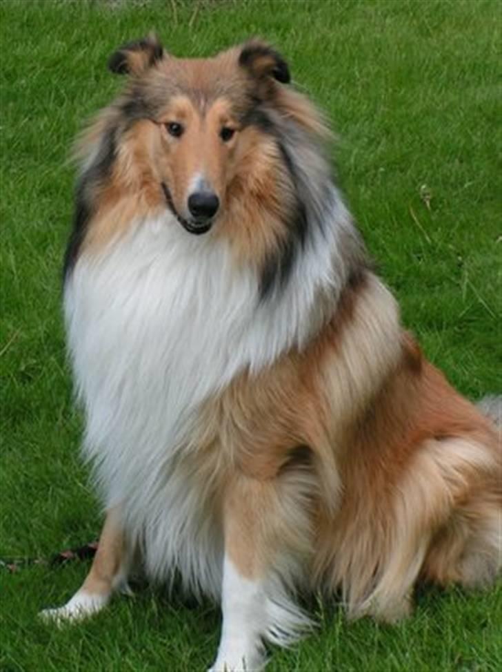 Collie langhåret Murphy billede 1