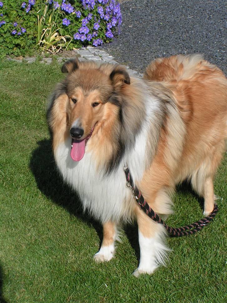 Collie langhåret Murphy billede 2