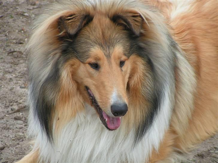 Collie langhåret Murphy billede 3