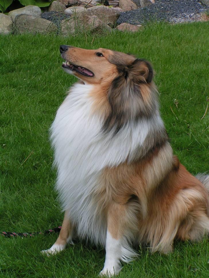 Collie langhåret Murphy billede 4