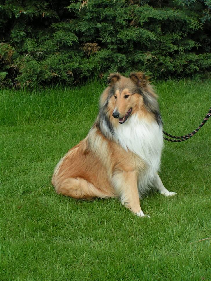 Collie langhåret Murphy billede 5