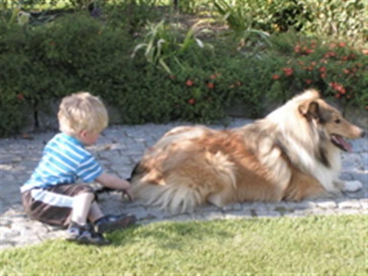 Collie langhåret Murphy billede 6