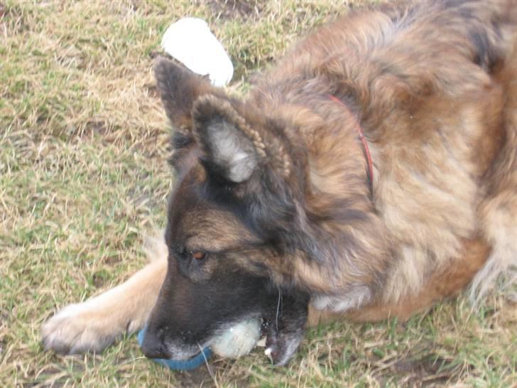 Schæferhund uptown ingeborg billede 12