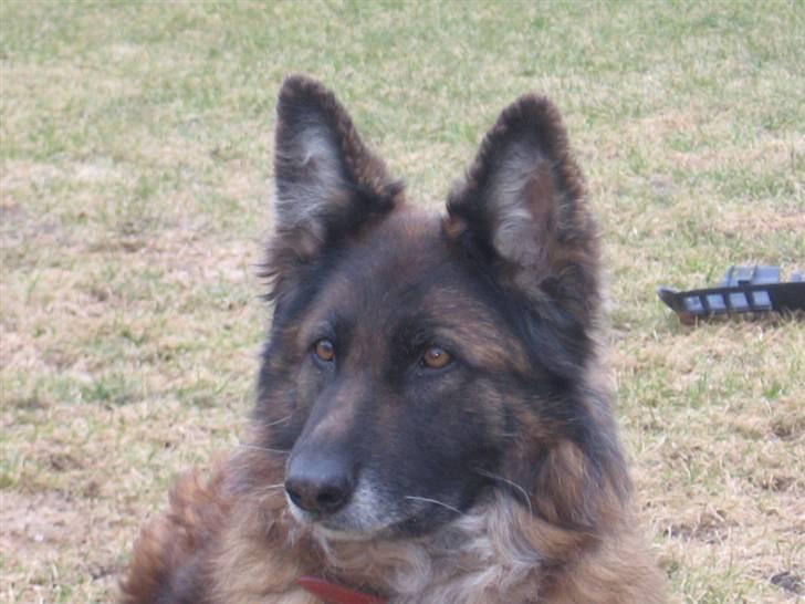 Schæferhund uptown ingeborg billede 13