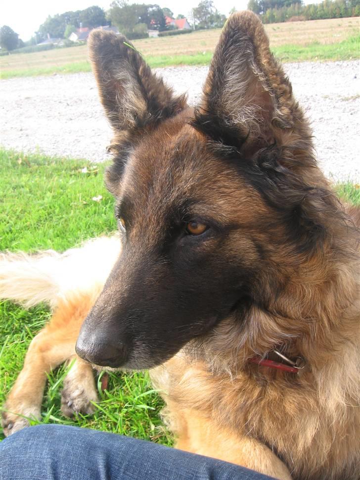 Schæferhund uptown ingeborg billede 14