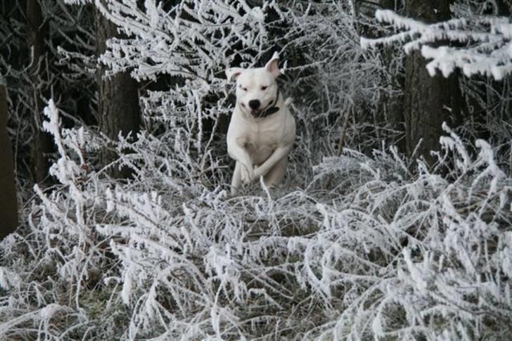 Amerikansk bulldog White Angel´s Ghost billede 1
